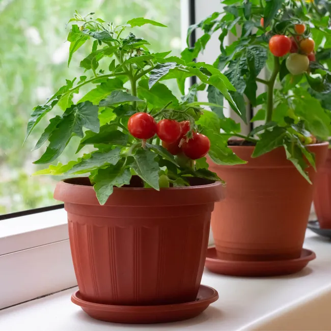 Огород в квартире: выращивание помидоров на подоконнике зимой