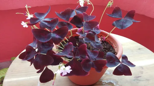 Почему стоит посадить оксалис дома: 5 основных причин Почему стоит посадить оксалис дома: 5 основных причин