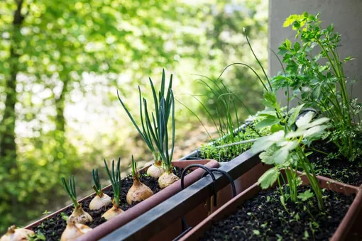 Лук и чеснок