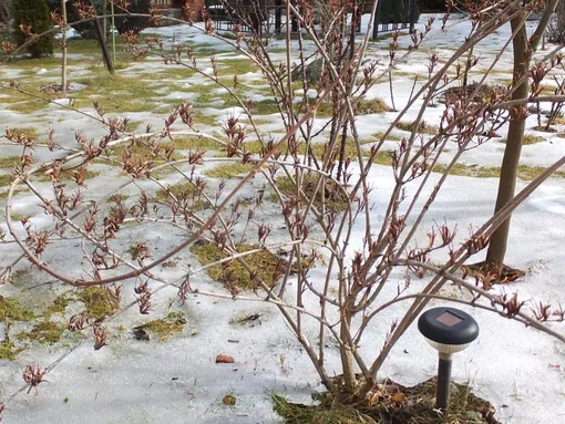 Что будет, если не полить сад перед зимой