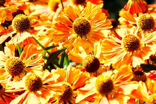 Почему важно проводить обрезку гелениума Почему важно проводить обрезку гелениума