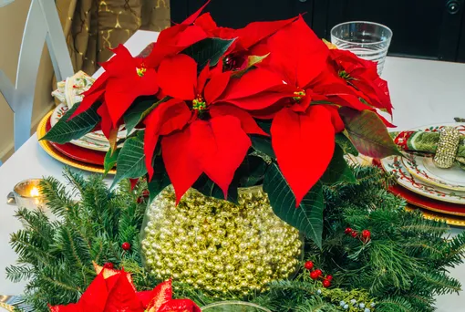 Пуансеттия для украшения рождественского стола