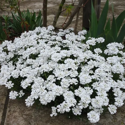 Иберис Иберис