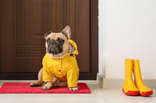 5 решений, как сохранить чистой собаку и квартиру, фото