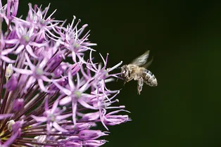 Россиянам напомнили, что нельзя делать после укуса ос и пчел Россиянам напомнили, что нельзя делать после укуса ос и пчел