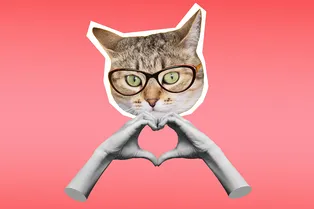 Точно любит: ветеринар назвала жест, с помощью которого кошки показывают чувства