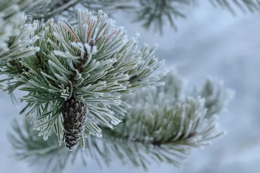 Помогут сосновые ветки: как спасти плодовые деревья от вредителей Помогут сосновые ветки: как спасти плодовые деревья от вредителей