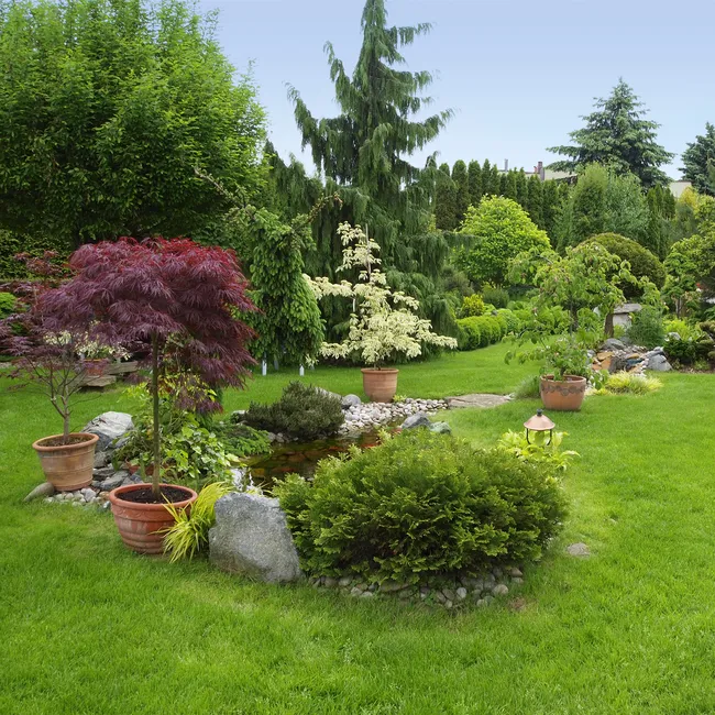 Клён Друммонди и маньчжурский орех: 7 декоративных деревьев выше 10 метров, которым не нужен уход