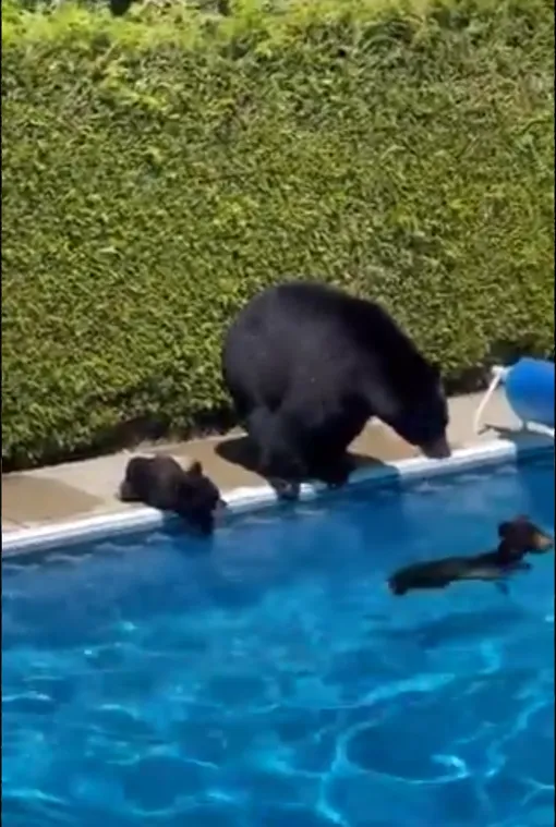 медведи и люди медведи и люди