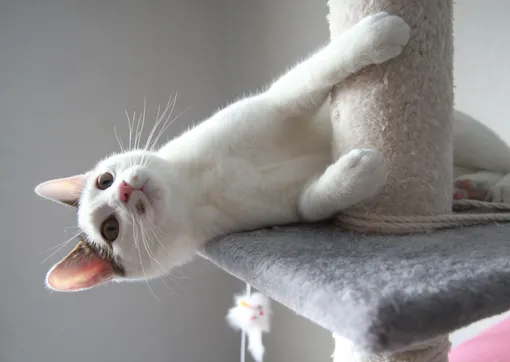 японский бобтейл