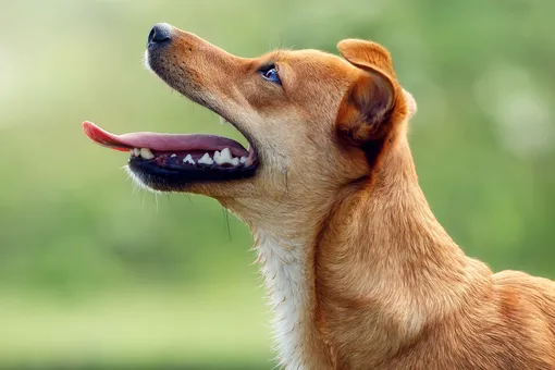 Как понять, что у собаки проблемы с зубами: 4 важных признака