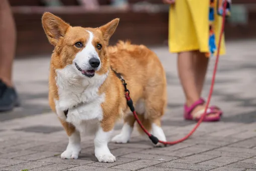 Вельш-корги пемброк Вельш-корги пемброк