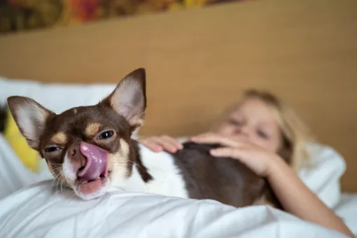 Язык любви вашей собаки: как она проявляет чувства и как понять, что вы ей нравитесь Язык любви вашей собаки: как она проявляет чувства и как понять, что вы ей нравитесь