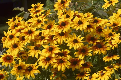 Они возвращаются: 8 красивых двухлетних цветов для сада