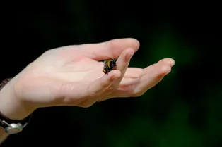 Девочка спасла шмеля — теперь он следует за ней, как собака