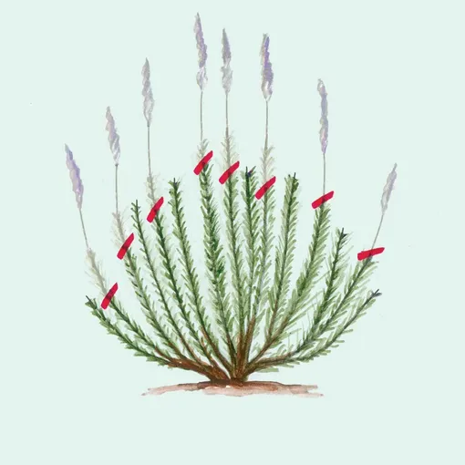 Как правильно обрезать лаванду, чтобы помочь ей, а не навредить