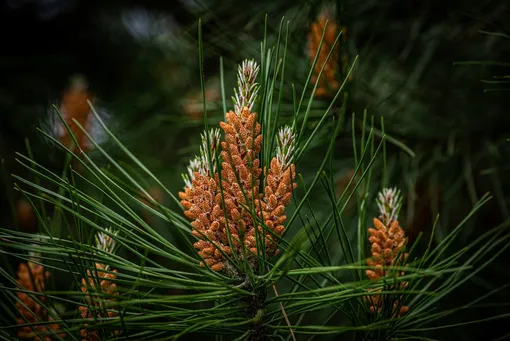 Для приготовления средства от вредителей понадобятся молодые сосновые веточки Для приготовления средства от вредителей понадобятся молодые сосновые веточки
