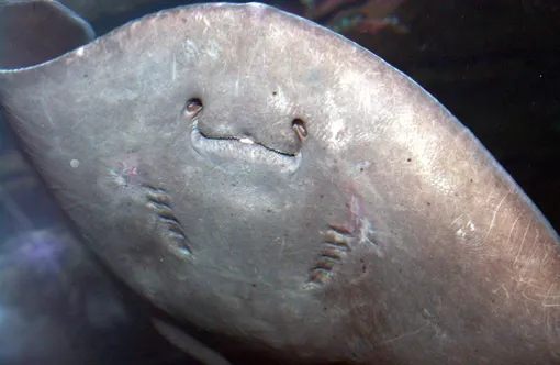 Скат-хвостокол