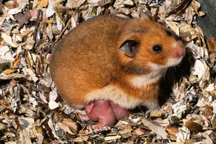 С пополнением! Что делать с новорождёнными хомячками?