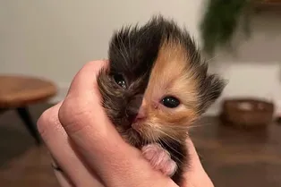 Сшит из двух половинок: девушка нашла на стройке котёнка удивительной расцветки Сшит из двух половинок: девушка нашла на стройке котёнка удивительной расцветки