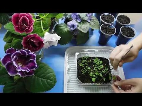 Нажми и смотри Нажми и смотри