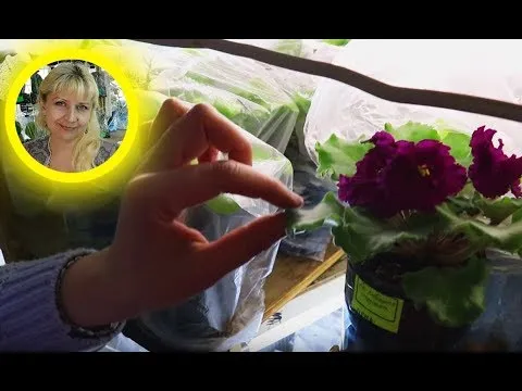 Нажми и смотри