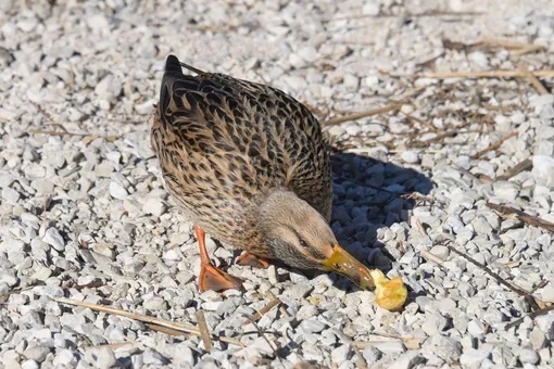 Почему нельзя выбрасывать огрызки яблок из окна автомобиля