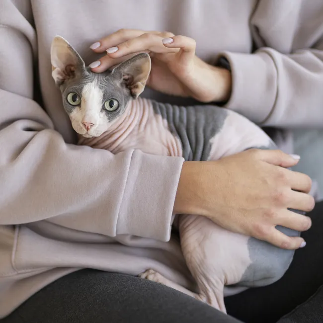 Нужно ли маркировать кошек и собак? В России готовится закон о едином реестре животных