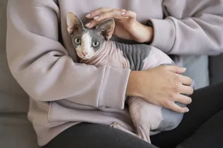 Нужно ли маркировать кошек и собак? В России готовится закон о едином реестре животных