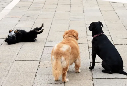 Как собаки приветствуют друг друга