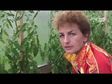 Нажми и смотри Нажми и смотри