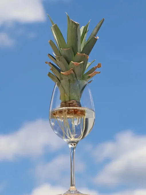 Поместите розетку в стакан с водой так, чтобы нижняя часть была погружена Поместите розетку в стакан с водой так, чтобы нижняя часть была погружена