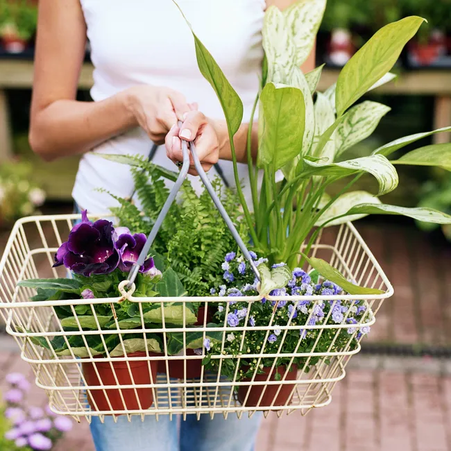 Полезные советы по покупке комнатных растений от «Нового очага»