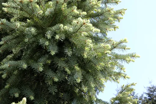 Дугласова пихта Дугласова пихта