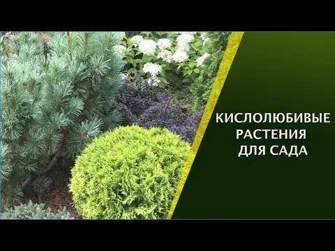 Нажми и смотри