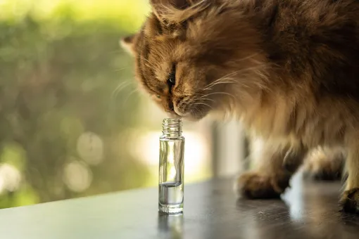 7 вещей, которые нельзя чистить эфирными маслами, и кот