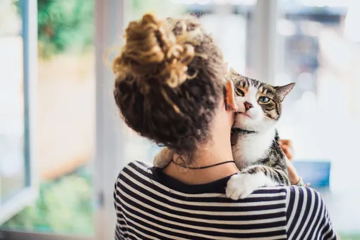 Реальная история. Я подбираю котов и нахожу им дом Реальная история. Я подбираю котов и нахожу им дом