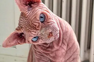 Вызывайте экзорциста! Сфинкс Джердан назван «самым пугающим котом в мире» Вызывайте экзорциста! Сфинкс Джердан назван «самым пугающим котом в мире»