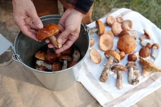 9 лайфхаков, как быстро очистить и помыть лесные грибы