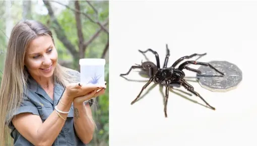 Гигантского паука назвали в честь Хемсвортов