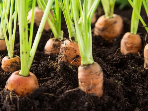 Туговсхожесть семян и прореживание моркови Туговсхожесть семян и прореживание моркови