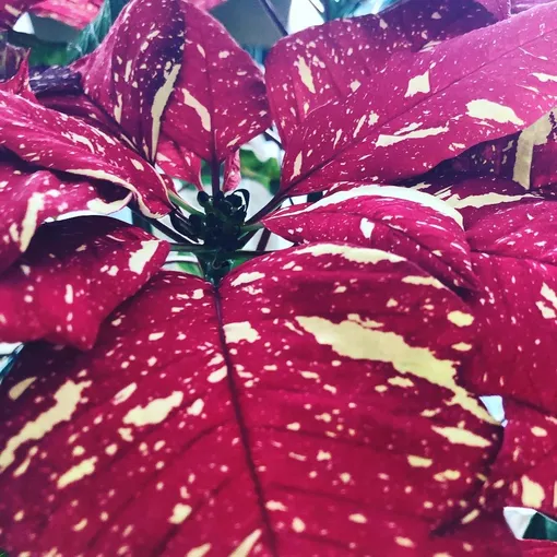 пуансеттия пятнистая сорт