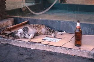 Они тоже пьют: чем кошачий и собачий «алкоголь» отличается от человеческого