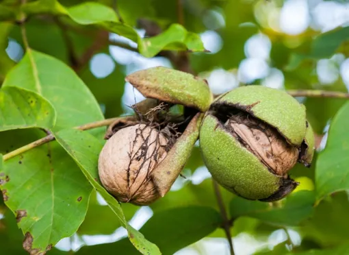 Как собирать грецкие орехи Как собирать грецкие орехи