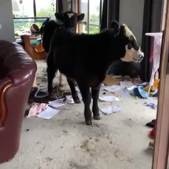 Нажми и смотри