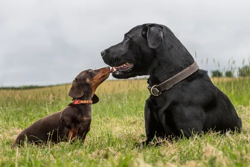 Почему собаки выглядят так по-разному: от крошечных до гигантов фото