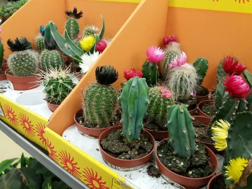 Почему «цветущие» кактусы из супермаркетов — это мошенничество? Почему «цветущие» кактусы из супермаркетов — это мошенничество?