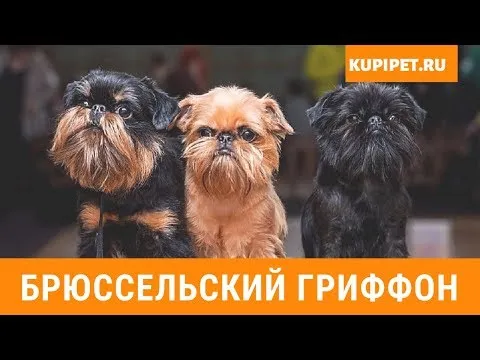 Нажми и смотри