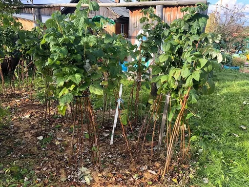 Зачем малине «стрижка» перед зимой