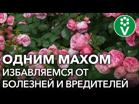 Нажми и смотри